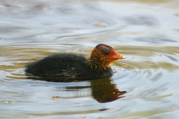 A juvenile Eurasian Coot swimming in a pond
