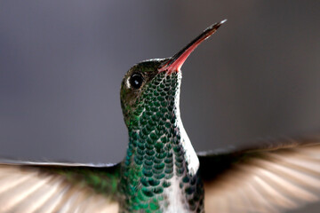 hummingbird close up © Mrio