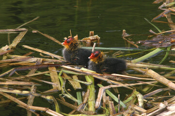 Juvenile Eurasian Coots swimming in a pond

