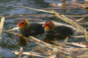 Juvenile Eurasian Coots swimming in a pond
