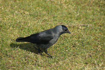 An adult Western Jackdaw walking in a meadow
