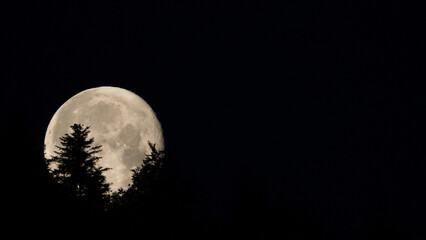 Full moon over the forest