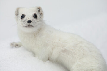 A close-up of a Short-tailed Weasel in its winter fur standing in snow
