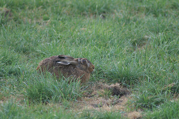 A portrait of an European Hare in a fresh green meadow
