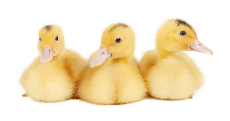 Three yellow mulards on a white background, a young poultry.