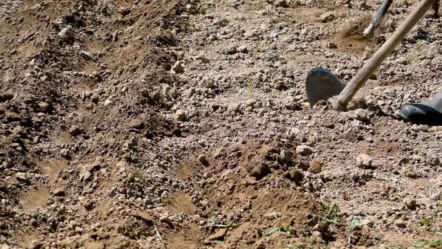 Peasant agitating earth surface with hoe, digging trenches for planting seed and breaking clods of earth