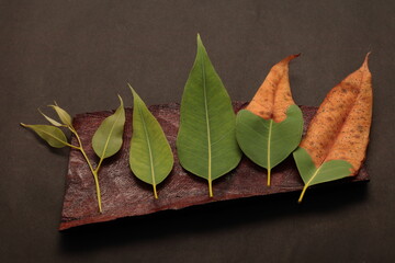 life is like a leaf