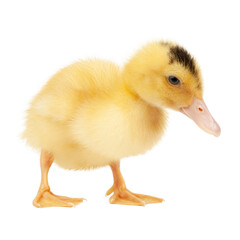 Yellow fluffy mulard duck on a white background.