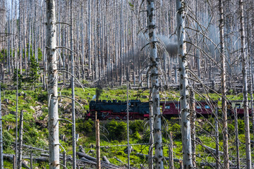 The Brockenbahn narrow-gauge railway in the German Harz mountains travels through the forest...