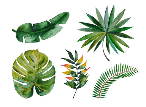 Watercolor set with tropical green leaves, hand painted illustration on white background. Aquarelle painting.