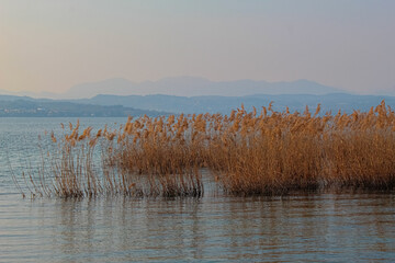reeds in the lake
