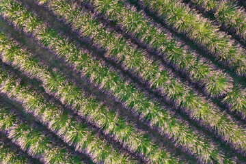 Aerial shot of a lavender field