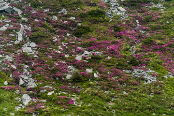 Fototapeta premium Rhododendron on the slopes of Chornohora