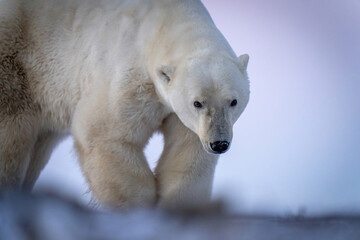 Obraz na płótnie Canvas Close-up Of Polar Bear Walking Across Tundra