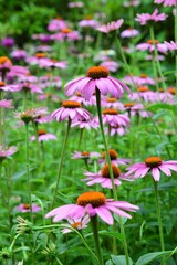 ムラサキバレンギク（紫馬簾菊）