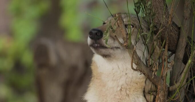 Wolf (Canis lupus), also known as the gray wolf is the largest extant member of the family Canidae. Wolves are the largest wild member of the dog family.