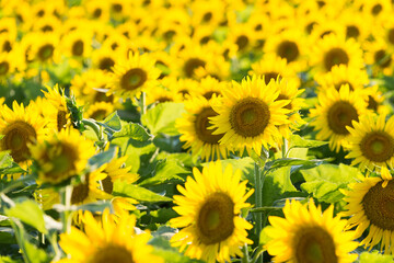 Obraz premium ひまわり群生