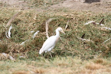 白色が美しいアマサギ