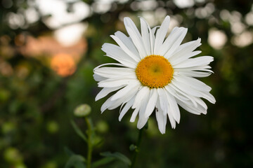 white daisy flower