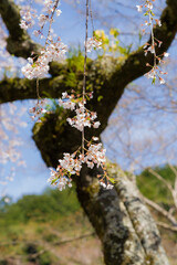 天野山金剛寺（大阪府河内長野市）にて