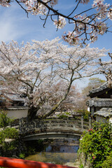 天野山金剛寺（大阪府河内長野市）にて