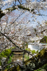 天野山金剛寺（大阪府河内長野市）にて