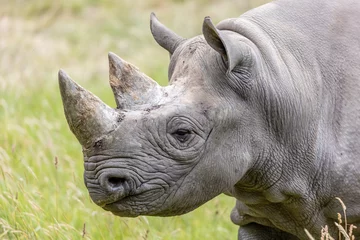 Sierkussen white rhino close up © SR7 Photo
