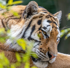 portrait of a tiger