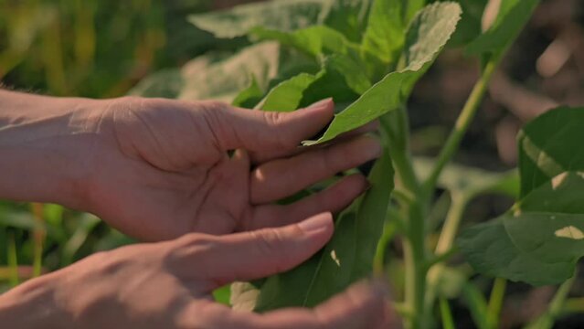 Hands of farmer woman check the crop of sunflowers in field. Hands touch green leaves of sunflower seedlings close-up. Agriculture, farming, agribusiness, eco concept, environmental car 