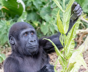 gorilla feeding © SR7 Photo