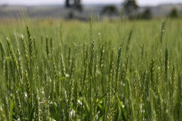 Green wheat field. Green background with wheat. Young green wheat seedlings growing on a field. Agricultural field on which grow immature young cereals, wheat