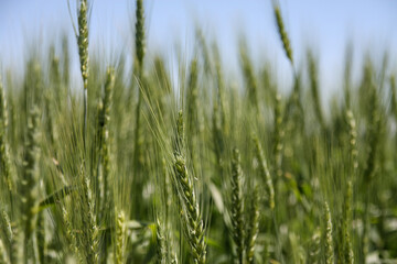 Green wheat field. Green background with wheat. Young green wheat seedlings growing on a field. Agricultural field on which grow immature young cereals, wheat