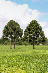 Portrait format of a Beautiful landscape of a soybean field with two Araucaria pine trees. Paraná - Brasil
