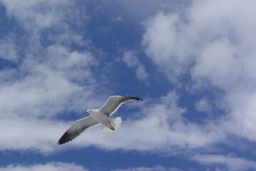 Blue sky with clouds and herring gull bird