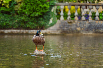 duck on the river