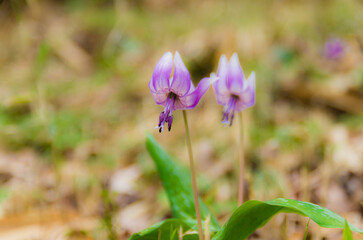 Fototapeta premium 兵庫県丹波市清住のカタクリ