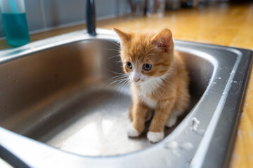 Cat in sink © Lukasz