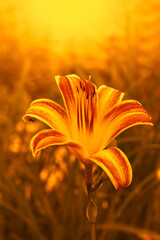 Everyday-lily red ribs (Hemerocallis 'Red Ribs') orange and yellow flower