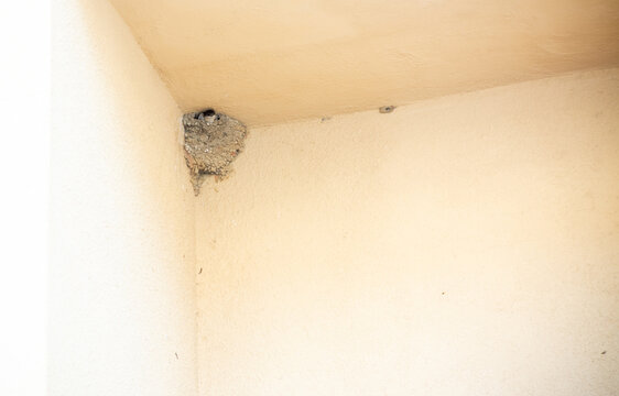 Swallow Chick Inside The Nest Waiting For The First Flight