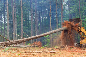 Roots of cut down trees on land that is being prepared for building housing new complex