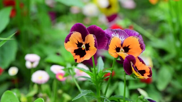 Nice multi color viola flowers plant at summer time blooming, macro nature