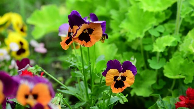 Nice multi color viola flowers plant at summer time blooming, macro nature