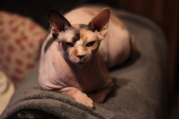 my quiet cat on the sofa