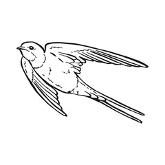 Flying swallow. Hand drawn illustration converted to vector.
