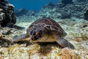 Fototapeta premium Grazing green sea turtle from Cyprus - Chelonia mydas