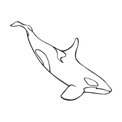 Killer whale. Hand drawn illustration converted to vector.