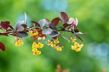Flowering branches of the common barberry close-up. Berberis vulgaris blooms in the summer park
