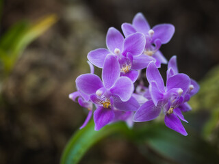 Phalaenopsis equestris is an orchid of the genus Phalaenopsis, subfamily Epidendroideae, native to...