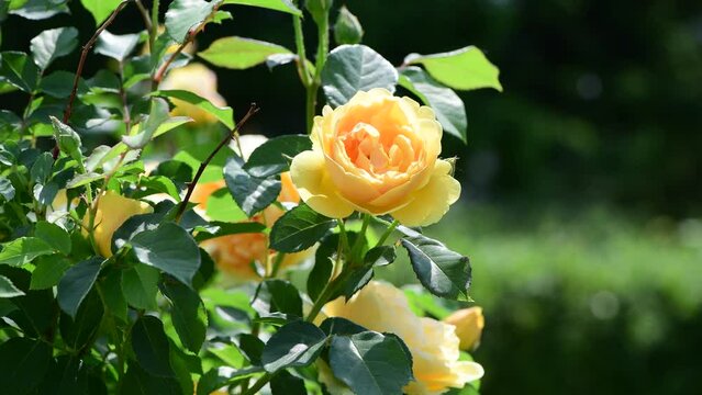 Nice big rose flowers with bokeh nature flora gardening macro 4k video, summer blooming and relax