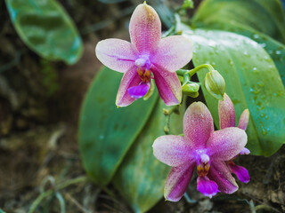 Phalaenopsis violacea is an orchid of the Phalaenopsis genus of the Epidendroideae subfamily of the...
